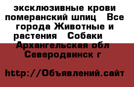 эксклюзивные крови-померанский шпиц - Все города Животные и растения » Собаки   . Архангельская обл.,Северодвинск г.